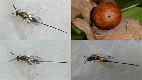 auratus|torymus auratus.